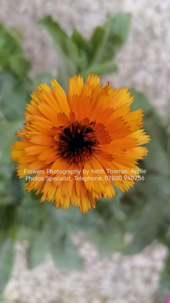 Flowers Photography by Keith Thomas
